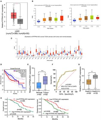 LncRNA PITPNA-AS1 as a Potential Diagnostic Marker and Therapeutic Target Promotes Hepatocellular Carcinoma Progression via Modulating miR-448/ROCK1 Axis